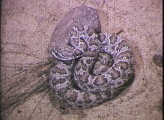 Poisonous Snakes