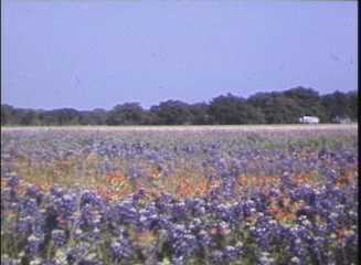 Springtime in Texas - Texas-Mexican Presbytery Collection