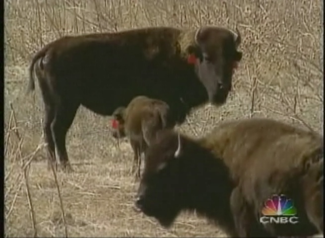 Texas State Bison Herd (1998) - Weidman Collection
