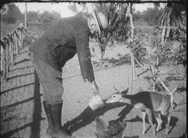 Livestock and Wildlife at Chupadera - Ross S. Sterling Collection