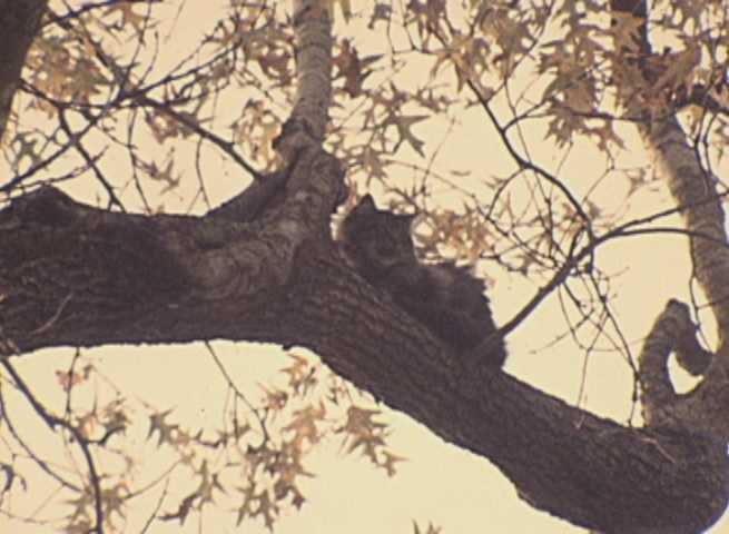 Batman the Cat Stuck in a Tree (1968) - KPRC-TV Collection